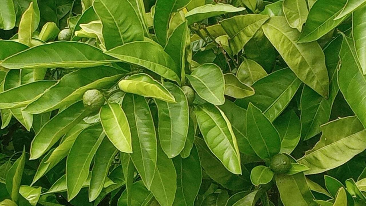 Cherish Novalja Luaran gambar